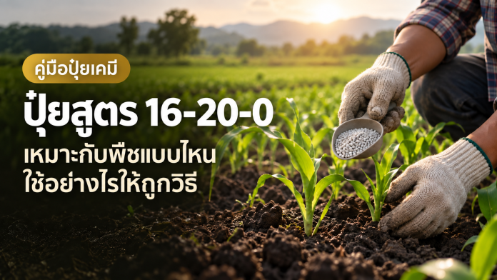 fertilizer-16-20-0-use-guide-cover เกษตรกรตวงปุ๋ยเม็ดสูตร 16-20-0 ข้างต้นกล้าในแปลง