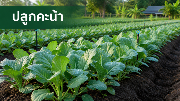 ปลูกคะน้า แปลงคะน้าเขียวสดพร้อมข้อความ ปลูกคะน้า
