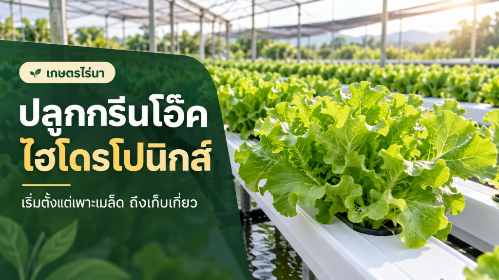 กรีนโอ๊คในรางไฮโดรโปนิกส์ พร้อมข้อความ ปลูกกรีนโอ๊คไฮโดรโปนิกส์