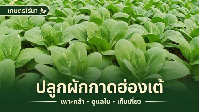 ปลูกผักกาดฮ่องเต้ – หน้าปกเกษตรไร่นา แปลงผักกาดฮ่องเต้จริง พร้อมข้อความ ปลูกผักกาดฮ่องเต้