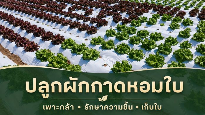 ปลูกผักกาดหอมใบ – หน้าปกเกษตรไร่นา แปลงผักกาดหอมใบจริง พร้อมข้อความ ปลูกผักกาดหอมใบ