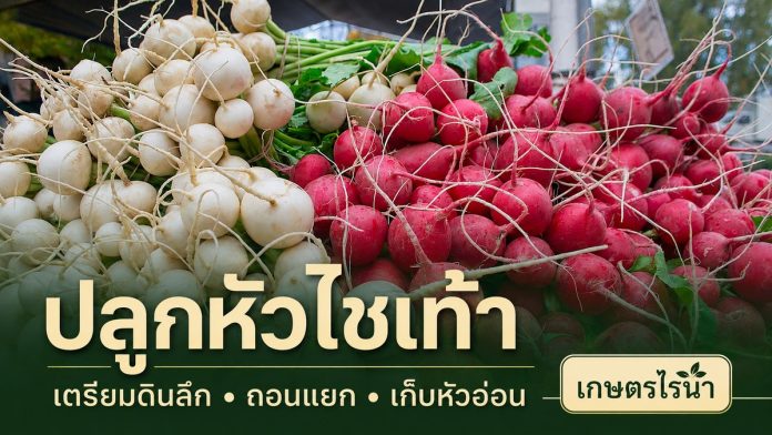 ปลูกหัวไชเท้า – หน้าปกเกษตรไร่นา หัวไชเท้าสีขาวและสีแดงจากภาพถ่ายจริง พร้อมข้อความ ปลูกหัวไชเท้า