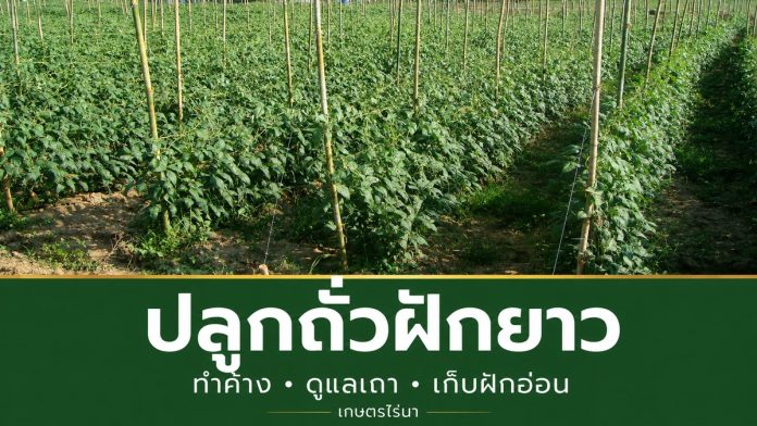ปลูกถั่วฝักยาว – หน้าปกเกษตรไร่นา แปลงถั่วฝักยาวพร้อมค้างจากภาพถ่ายจริง และข้อความ ปลูกถั่วฝักยาว