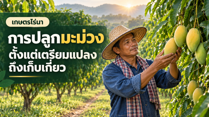 การปลูกมะม่วง ตั้งแต่เตรียมแปลงถึงเก็บเกี่ยว เกษตรกรตรวจผลมะม่วงในสวน พร้อมข้อความ การปลูกมะม่วง ตั้งแต่เตรียมแปลงถึงเก็บเกี่ยว