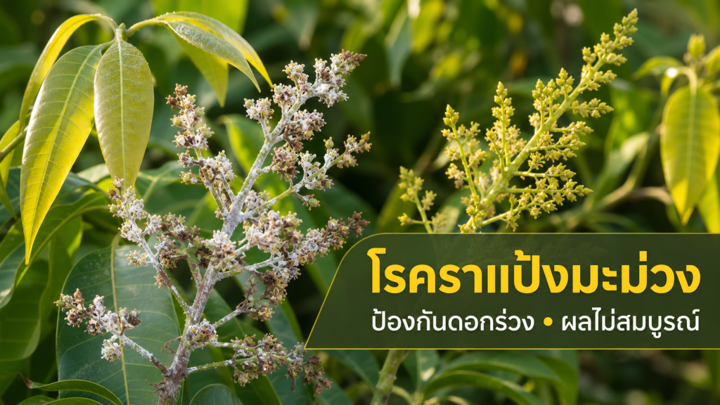 ช่อดอกมะม่วงมีผงขาวของโรคราแป้ง พร้อมข้อความป้องกันดอกร่วงและผลไม่สมบูรณ์