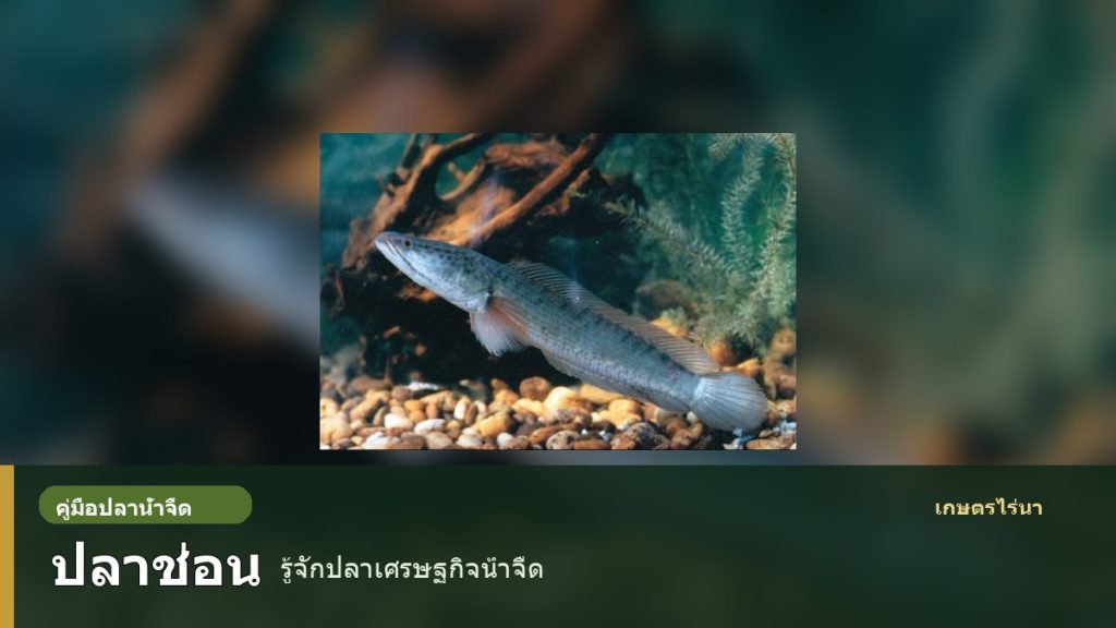 ปลาช่อนจริง พร้อมข้อความหน้าปกคู่มือปลาช่อน