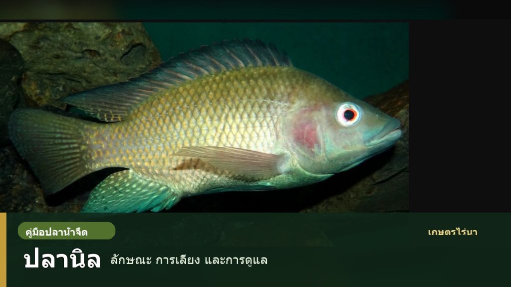 ปลานิลจริง พร้อมข้อความหน้าปกคู่มือการเลี้ยงปลานิล