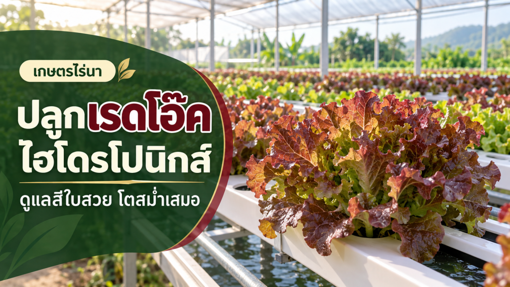 เรดโอ๊คสีแดงในรางไฮโดรโปนิกส์ พร้อมข้อความ ปลูกเรดโอ๊คไฮโดรโปนิกส์