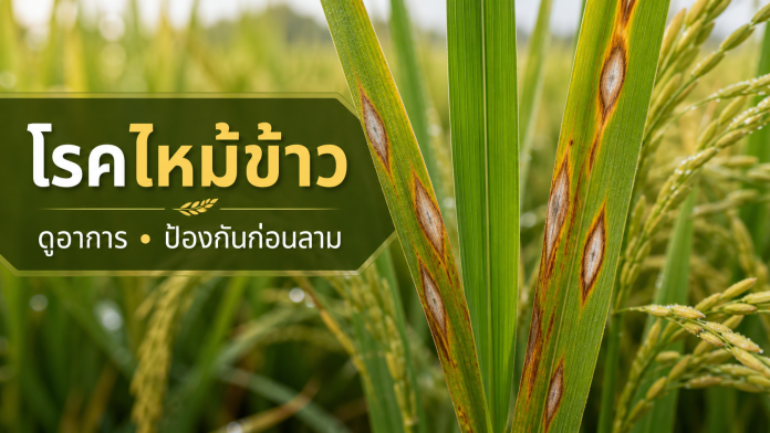 โรคไหม้ข้าว ดูอาการและป้องกันก่อนลาม ใบข้าวแสดงแผลรูปกระสวยของโรคไหม้ข้าว พร้อมข้อความแนะนำให้สังเกตอาการและป้องกันก่อนลาม
