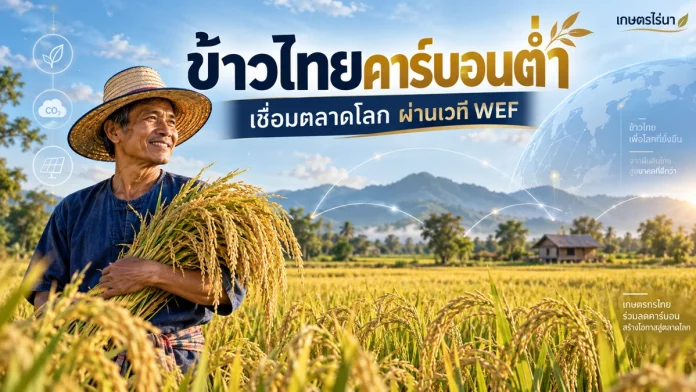 agri-news-20261016-rice-cover ภาพประกอบชาวนาในแปลงข้าว พร้อมข้อความ ข้าวไทยคาร์บอนต่ำ เชื่อมตลาดโลก ผ่านเวที WEF