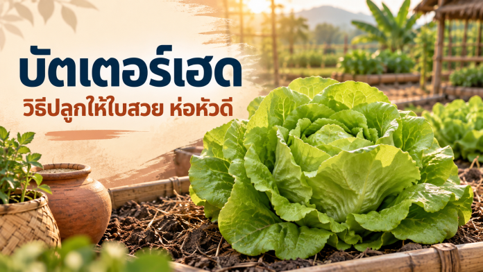 butterhead-featured บัตเตอร์เฮดหัวสมบูรณ์ในแปลง พร้อมข้อความวิธีปลูกให้ใบสวยและห่อหัวดี