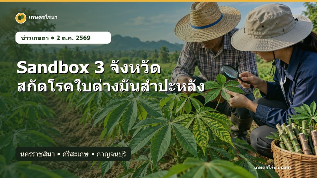 เกษตรกรและเจ้าหน้าที่ตรวจใบมันสำปะหลังในพื้นที่ Sandbox 3 จังหวัด ปี 2569