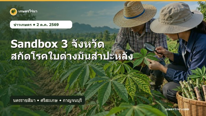 cassava-mosaic-sandbox-2569-cover เกษตรกรและเจ้าหน้าที่ตรวจใบมันสำปะหลังในพื้นที่ Sandbox 3 จังหวัด ปี 2569