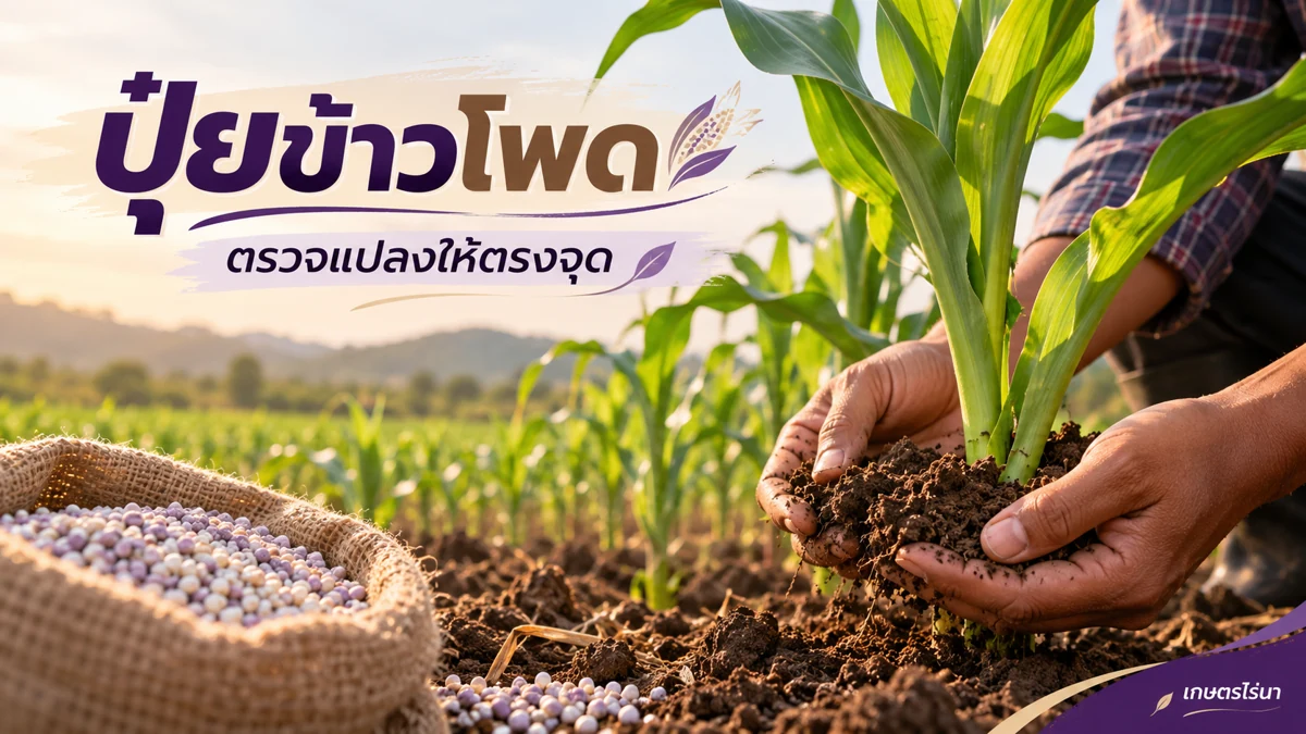 ปุ๋ยข้าวโพด — ตรวจแปลงให้ตรงจุด พร้อมข้อความไทย