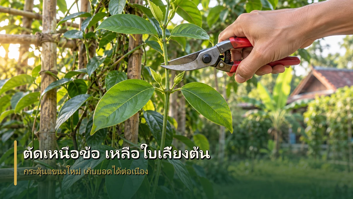 การตัดยอดผักเชียงดาเหนือข้อโดยเหลือใบสมบูรณ์เพื่อกระตุ้นแขนงใหม่