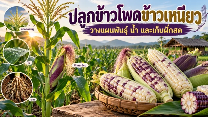 cm10-2-cover ปลูกข้าวโพดข้าวเหนียว วางแผนพันธุ์ น้ำ และเก็บฝักสด