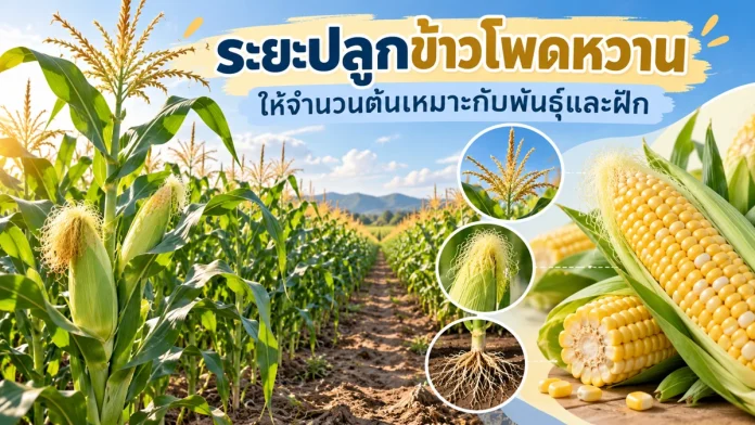 cm10-8-cover ระยะปลูกข้าวโพดหวาน ให้จำนวนต้นเหมาะกับพันธุ์และฝัก
