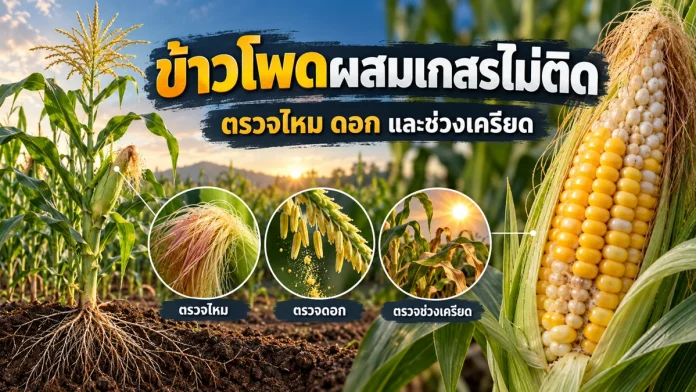 cm10-9-cover ข้าวโพดผสมเกสรไม่ติด ตรวจไหม ดอก และช่วงเครียด