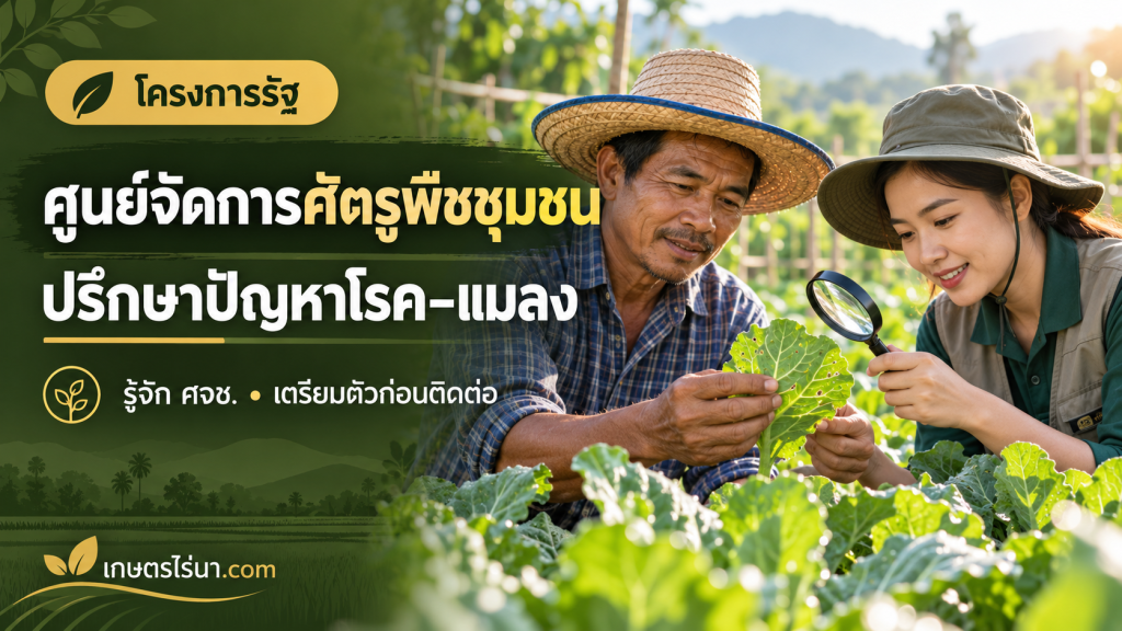 ภาพประกอบเกษตรกรและผู้ให้คำปรึกษาส่องดูใบผัก พร้อมข้อความ ศูนย์จัดการศัตรูพืชชุมชน