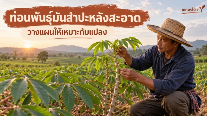 cr-2-cover ท่อนพันธุ์มันสำปะหลังสะอาด พร้อมข้อความไทย