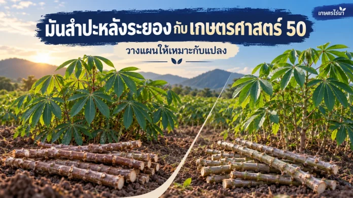 cr-3-cover มันสำปะหลังระยองกับเกษตรศาสตร์ 50 พร้อมข้อความไทย