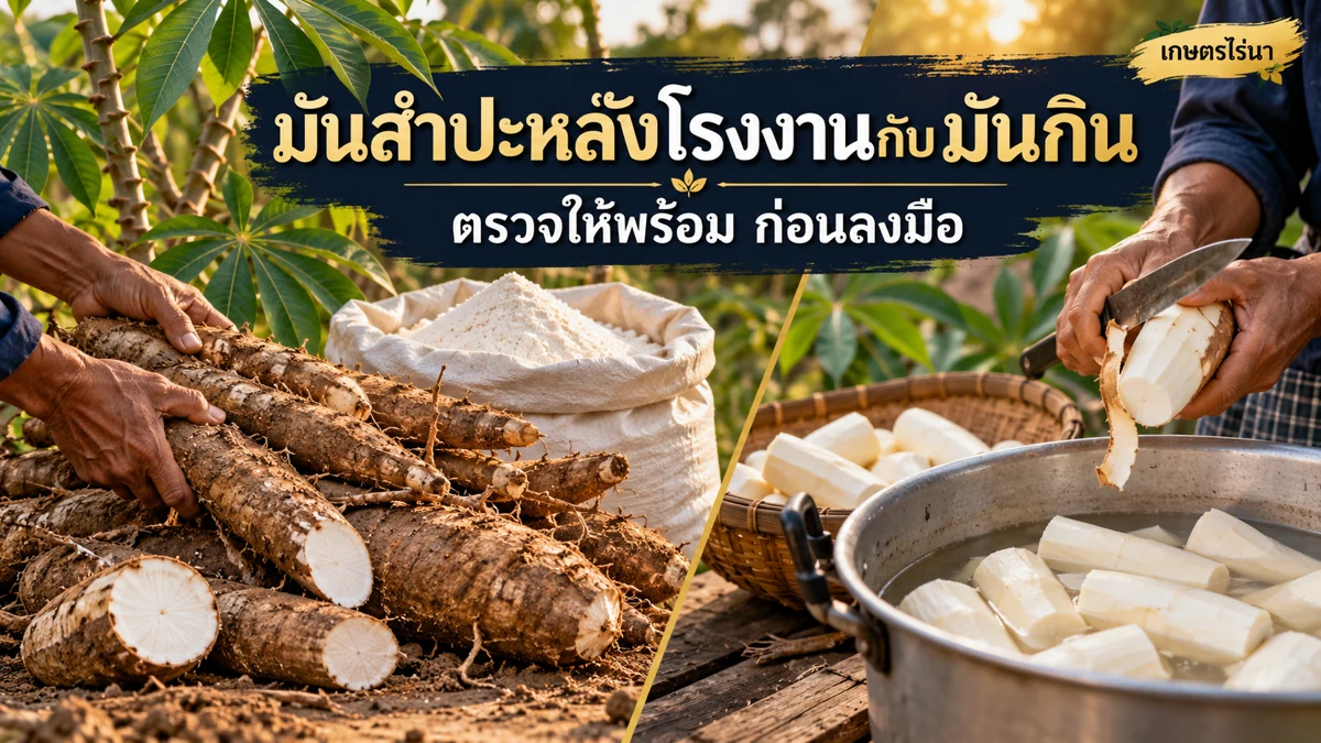 มันสำปะหลังโรงงานกับมันกิน มันกินต้องทราบแหล่งพันธุ์ พร้อมข้อความไทย