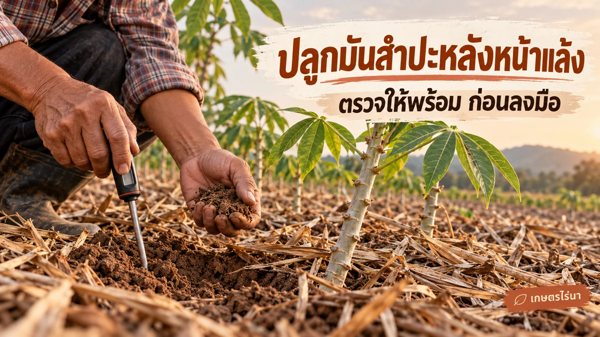 ปลูกมันสำปะหลังหน้าแล้ง วางแผนท่อนให้ใกล้วันปลูก พร้อมข้อความไทย