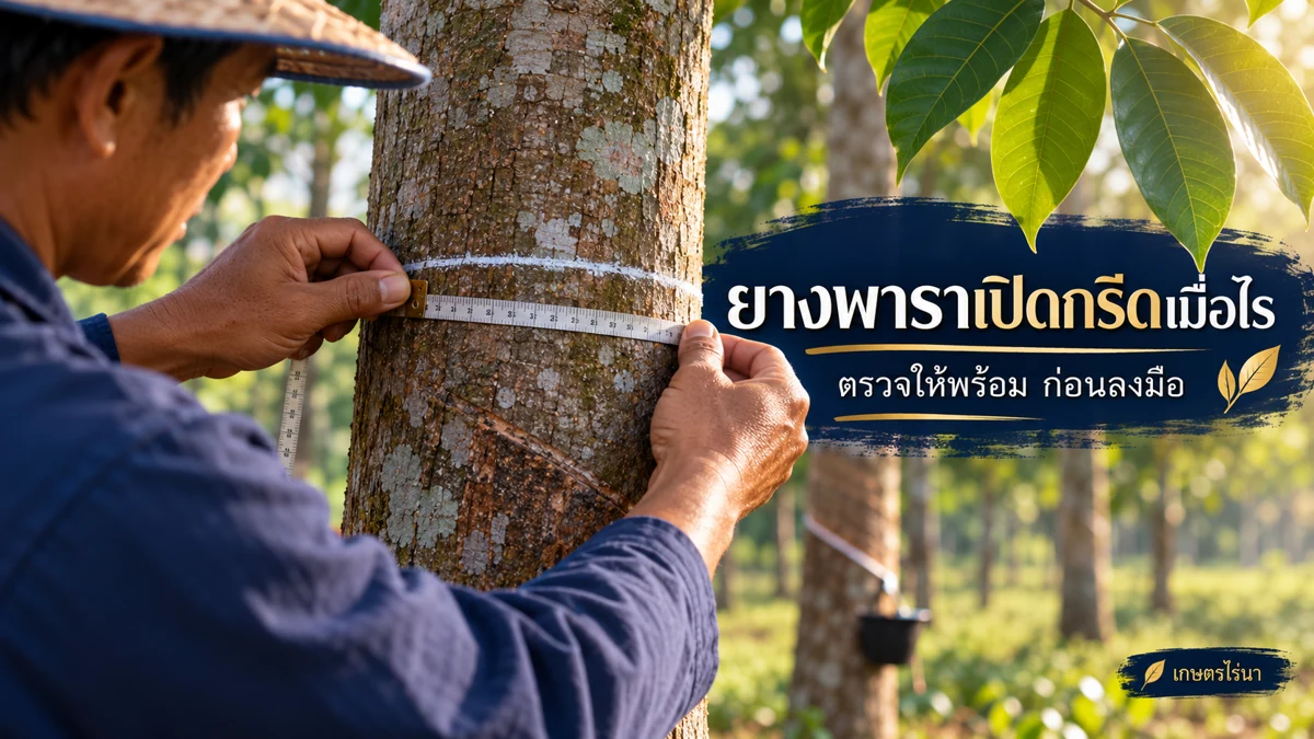 ยางพาราเปิดกรีดเมื่อไร สำรวจเป็นแปลง ไม่เลือกเฉพาะต้นใหญ่ พร้อมข้อความไทย