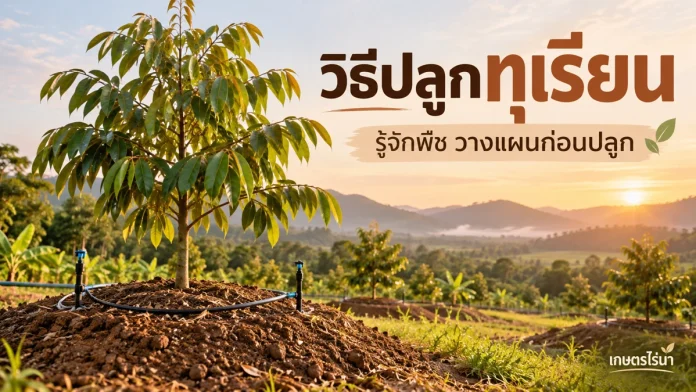 crop-10-cover ต้นทุเรียนบนโคกพร้อมระบบน้ำและข้อความวิธีปลูกทุเรียน