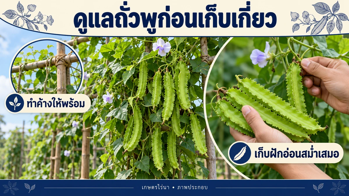 ดูแลถั่วพูก่อนเก็บเกี่ยว พร้อมข้อควรใส่ใจในการดูแลและเก็บผลผลิต