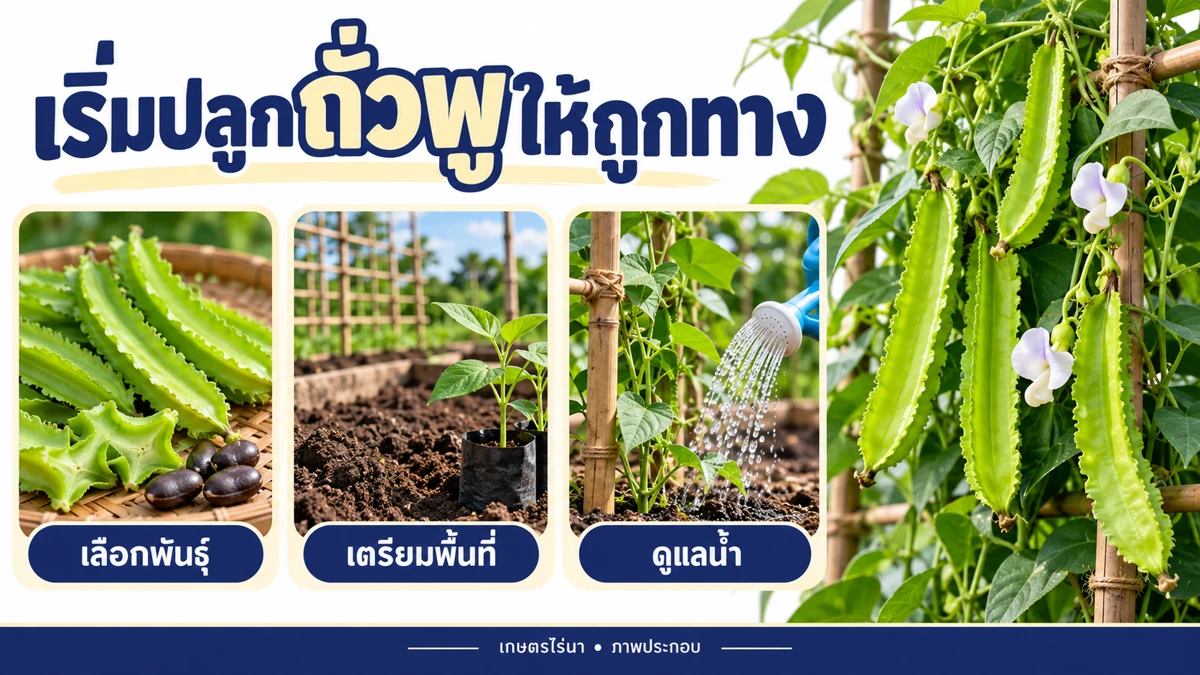 เริ่มปลูกถั่วพูให้ถูกทาง: เลือกพันธุ์ เตรียมพื้นที่ ดูแลน้ำ