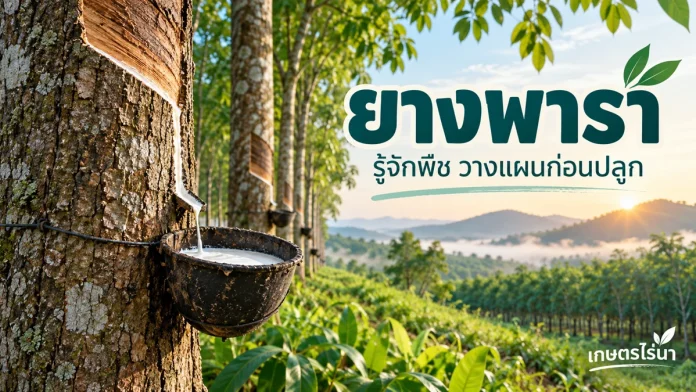 crop-3-cover ภาพประกอบยางพารา พร้อมข้อความหัวข้อและชื่อเกษตรไร่นา