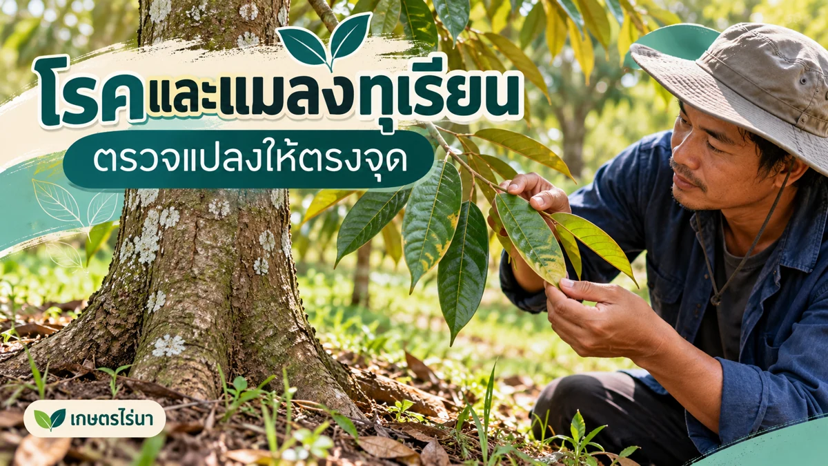 โรคและแมลงทุเรียน รากและโคนต้องดูร่วมกับน้ำ ภาพประกอบพร้อมข้อความไทย