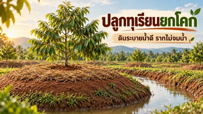du5-1-cover ปลูกทุเรียนยกโคก พร้อมข้อความดินระบายน้ำดี รากไม่จมน้ำ