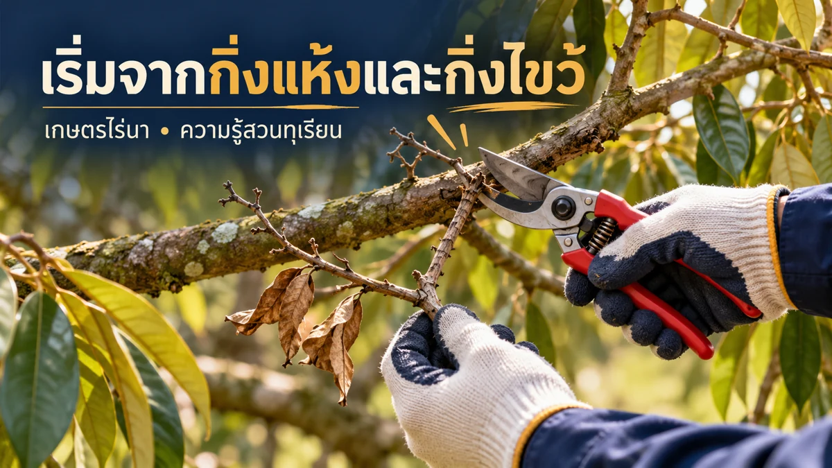 ตัดแต่งทรงพุ่มทุเรียน ขั้นตอนดูแลและติดตามผล