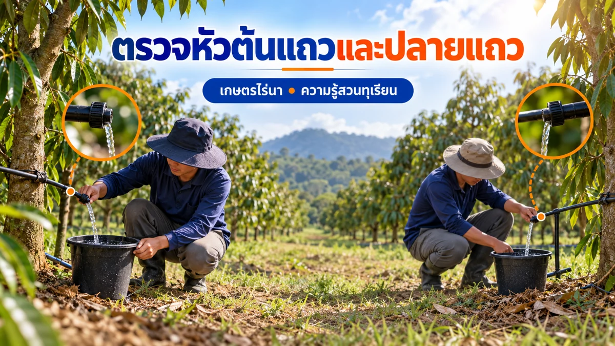 ออกแบบระบบน้ำทุเรียน ขั้นตอนดูแลและติดตามผล