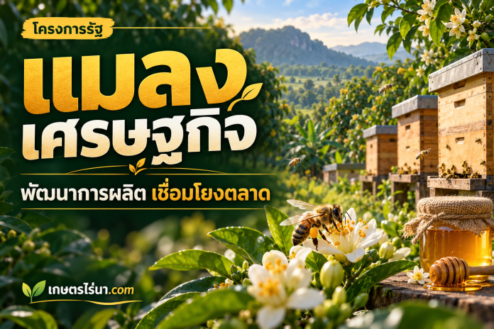 economic-insects ภาพประกอบรังผึ้งในสวนและขวดน้ำผึ้ง พร้อมข้อความ แมลงเศรษฐกิจ พัฒนาการผลิต เชื่อมโยงตลาด