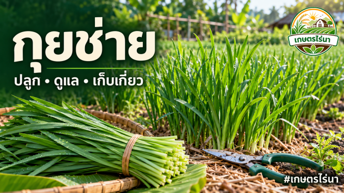 กุยช่าย วิธีปลูก ดูแล และเก็บเกี่ยว กุยช่ายใบแบนในแปลงผักและมัดใบที่เก็บเกี่ยว พร้อมโลโก้เกษตรไร่นา ภาพประกอบสร้างด้วย AI