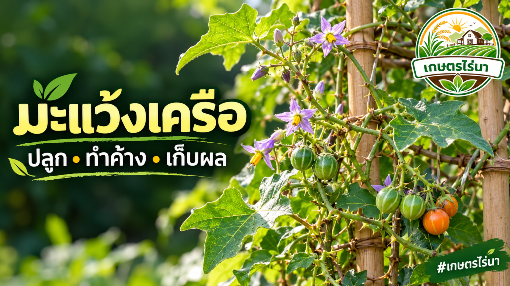 ภาพประกอบ AI มะแว้งเครือบนค้าง กิ่งมีหนาม ดอกสีม่วงและผลกลม พร้อมโลโก้เกษตรไร่นา