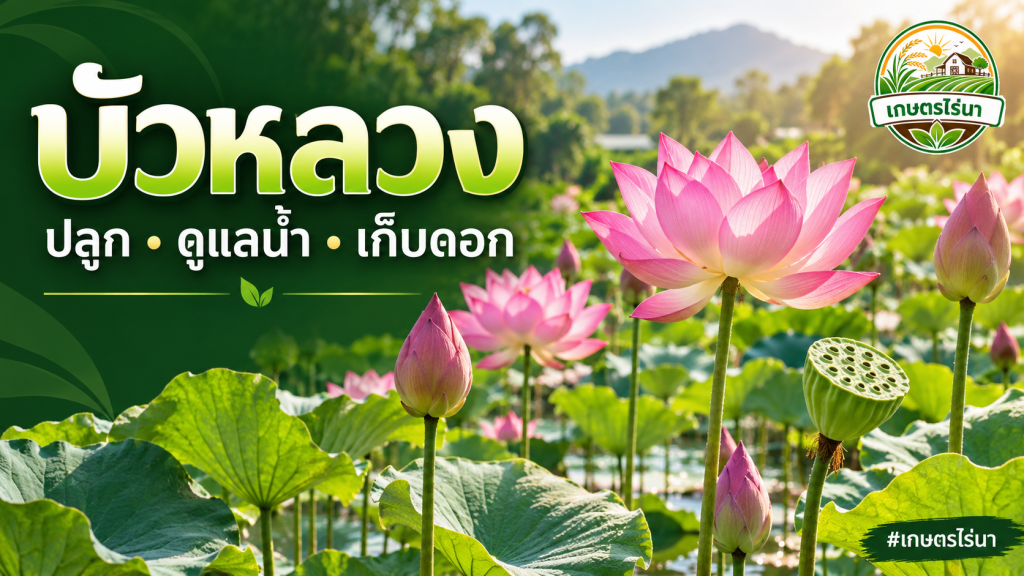 ภาพประกอบ AI บัวหลวงดอกสีชมพู ดอกตูม ใบชูเหนือน้ำและฝักบัว พร้อมโลโก้เกษตรไร่นา