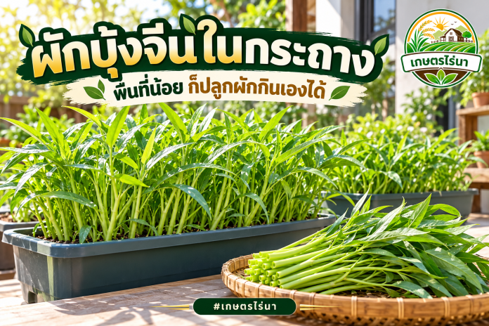 ปลูกผักบุ้งจีนในกระถาง ผักบุ้งจีนในกระถางบนพื้นที่สวนครัว พร้อมข้อความและโลโก้เกษตรไร่นา