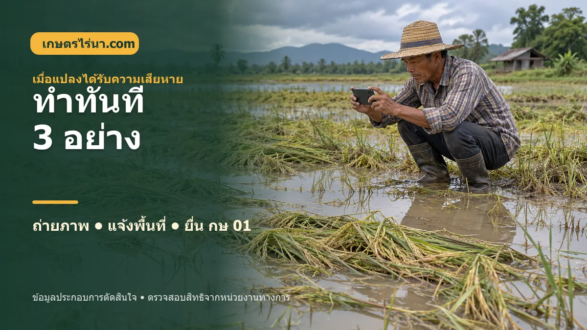 เกษตรกรเก็บภาพหลักฐานความเสียหายของแปลงก่อนยื่น กษ 01