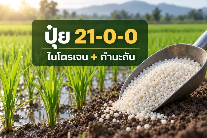 fertilizer-21-0-0-featured ภาพปกปุ๋ยสูตร 21-0-0 พร้อมข้อความไนโตรเจนและกำมะถัน