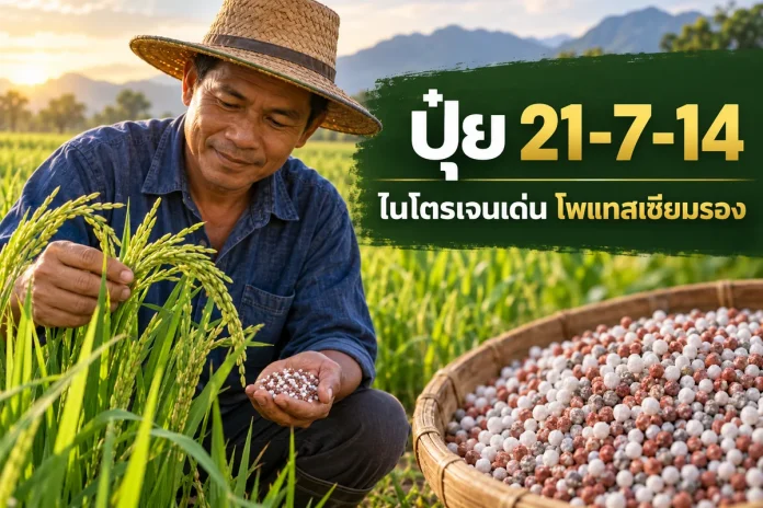 fertilizer-21-7-14-cover หน้าปกปุ๋ยสูตร 21-7-14 อธิบายไนโตรเจนเด่นและโพแทชมากกว่าฟอสเฟต