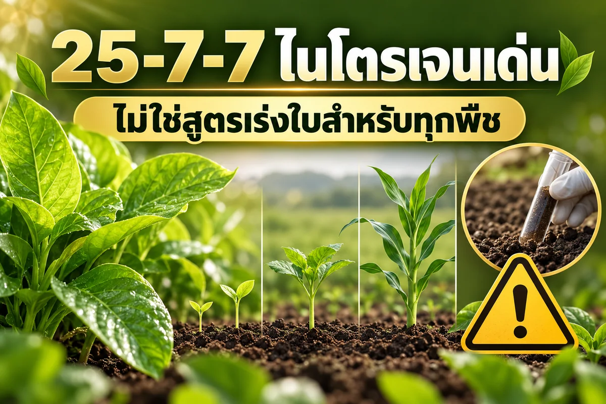 ภาพอธิบายปุ๋ย 25-7-7 ว่าเป็นสูตรไนโตรเจนเด่นแต่ไม่เหมาะกับทุกพืช