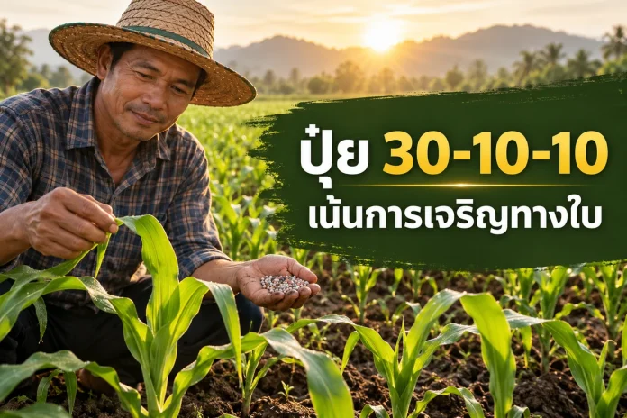 fertilizer-30-10-10-cover หน้าปกปุ๋ยสูตร 30-10-10 สูตรไนโตรเจนสูงสำหรับเลือกใช้ตามความต้องการพืชและผลดิน
