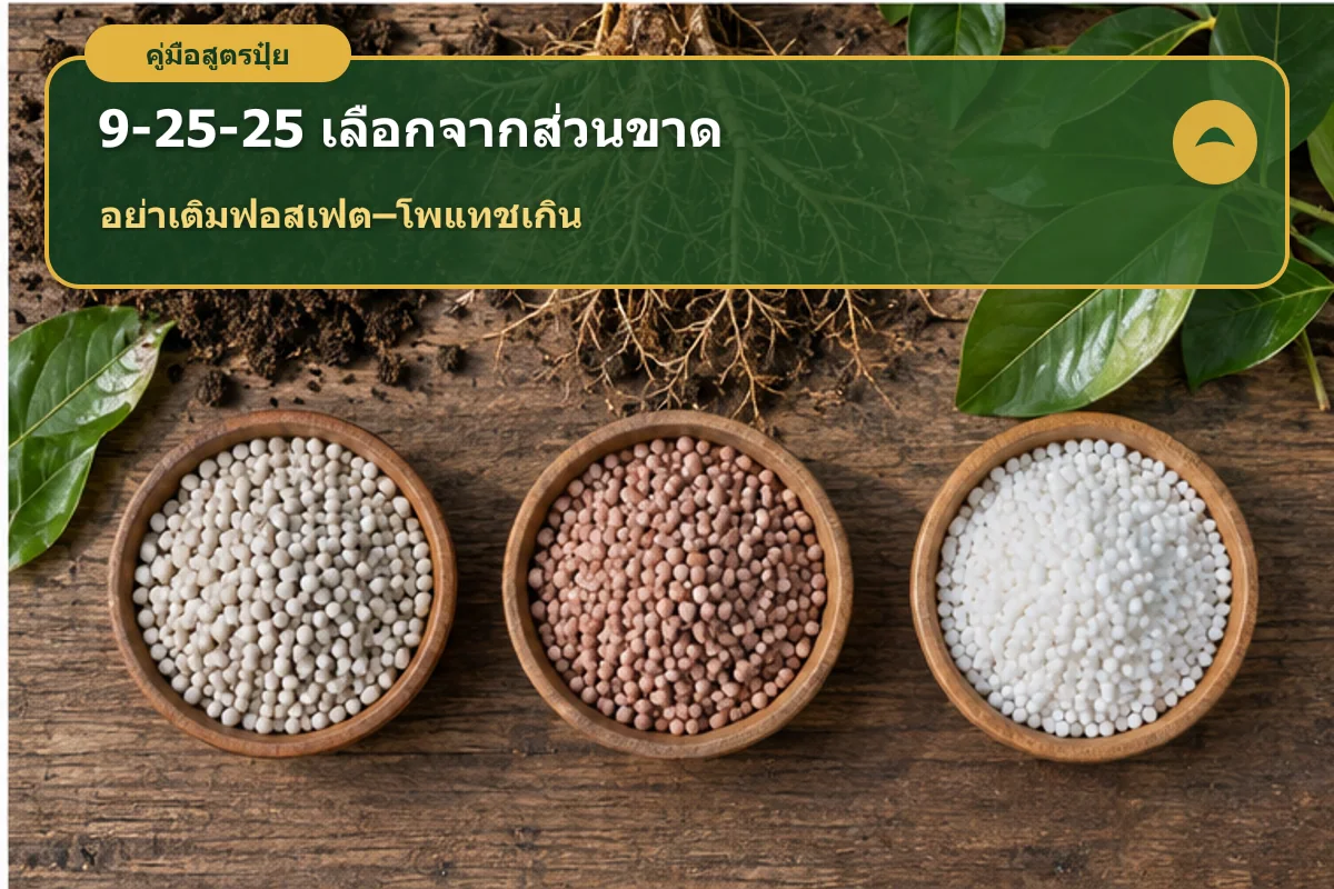 อินโฟกราฟิกปุ๋ย 9-25-25 แนะนำให้ตรวจผลดินและคำนวณฟอสเฟตกับโพแทชก่อนใช้