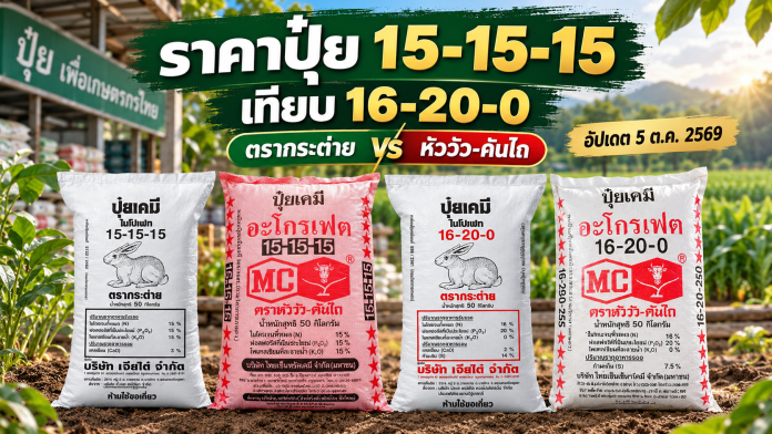 fertilizer-price-15-15-15-vs-16-20-0-real-products-cover เปรียบเทียบราคาปุ๋ย 15-15-15 และ 16-20-0 ตรากระต่ายกับตราหัววัว-คันไถ อัปเดต 5 ตุลาคม 2569