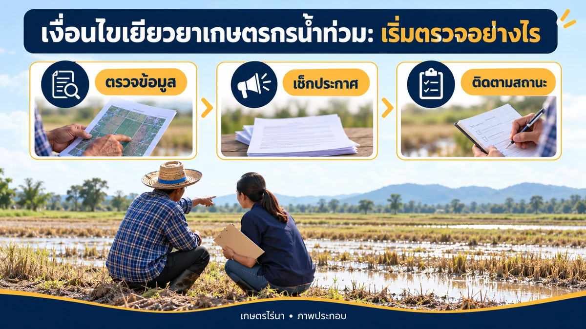 เงื่อนไขเยียวยาเกษตรกรน้ำท่วม ขั้นตรวจข้อมูล เช็กประกาศ และติดตามสถานะ