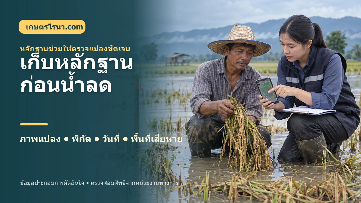 เกษตรกรและเจ้าหน้าที่ตรวจพื้นที่นาข้าวเสียหายจากน้ำท่วม